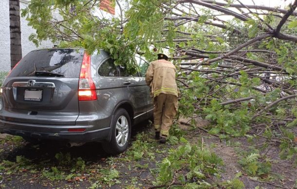 En lo que va del temporal han caído 236 árboles en Guadalajara