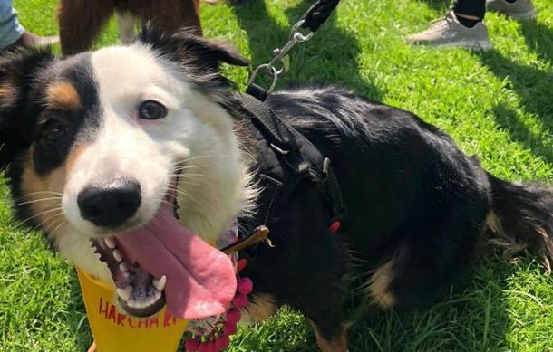 Tiene GDL peculiar manifestación de dueños de perros