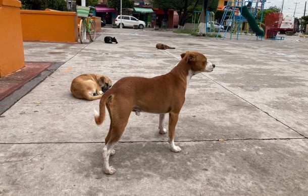 Urgen campañas de esterilización canina en El Zapote