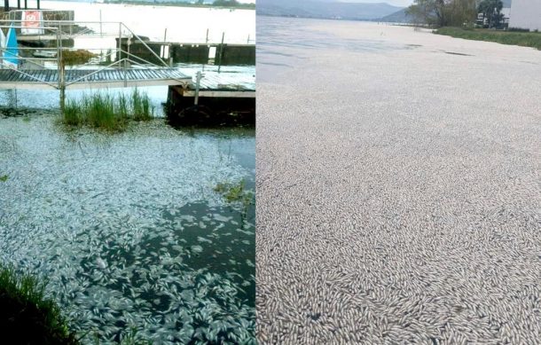 Reportan mortandad de miles de peces en Laguna de Cajititlán