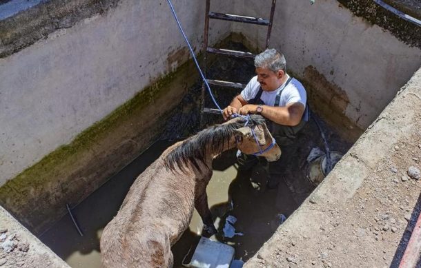 Rescatan a potranca tras caer a un pozo en Zapopan
