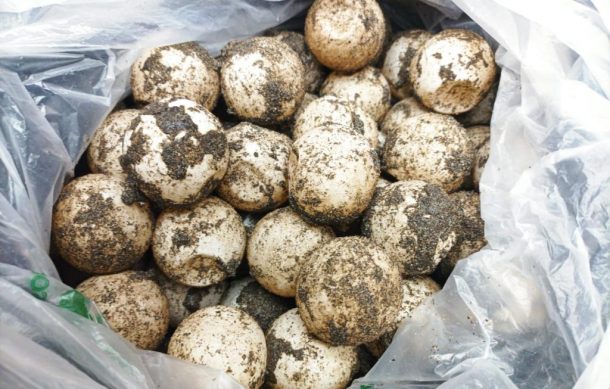 Detienen en Puerto Vallarta a sujeto que transportaba huevos de tortuga