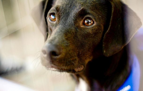 Corea del Sur prohíbe el consumo de carne de perro