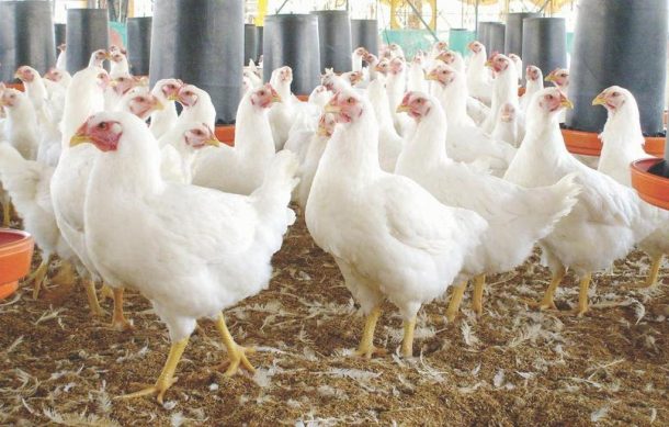 Inicia vacunación de aves por brote gripe en granjas de Jalisco
