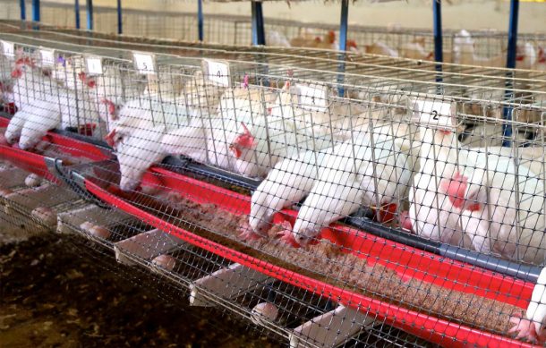 Jalisco no aplicará protocolos especiales de momento ante brote de gripe aviar