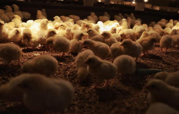 Detectan gripe aviar en granja de San Miguel El Alto, Jalisco
