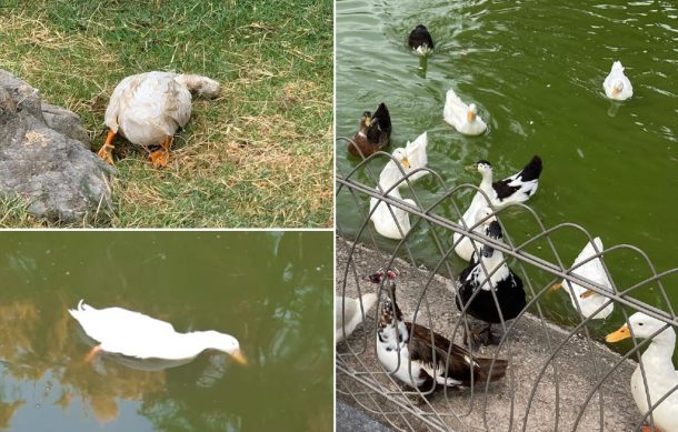 Con suspensión judicial obligarán a autoridades atender mortandad de patos en el Metropolitano