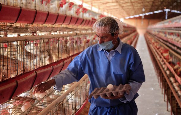 Gripe aviar, contenida en seis granjas de Jalisco, afirman autoridades