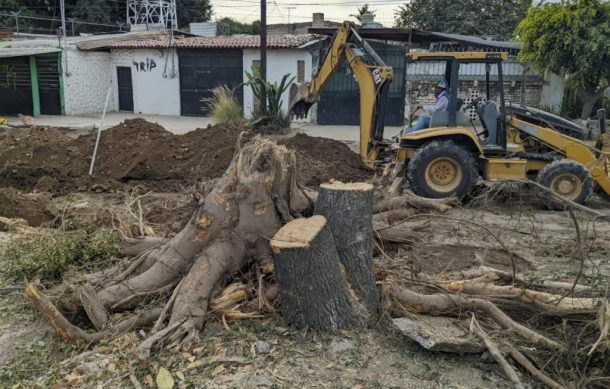 SIOP afirma hubo socialización para talar 46 árboles en Periférico