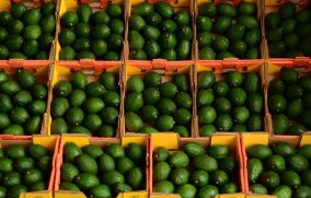 Exportaciones de aguacate michoacano a EU crecen 20 por ciento por el Super Bowl
