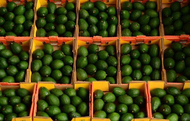 Jalisco exportará diez mil toneladas de aguacate para el Súper Bowl