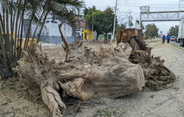 Socialización no advirtió tala masiva de árboles en Periférico, acusan vecinos