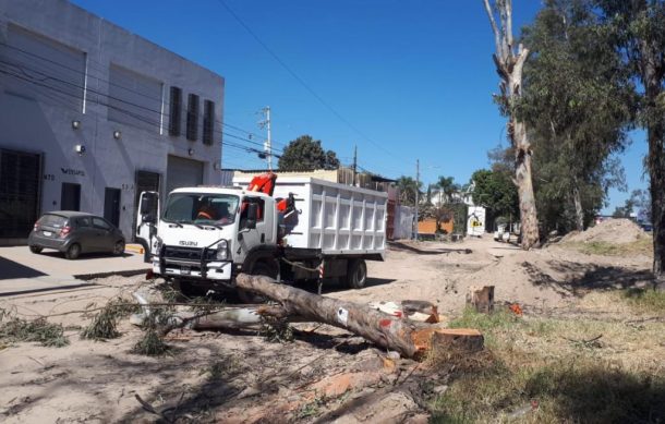 Consiguen suspensión judicial para frenar la tala de árboles en Periférico