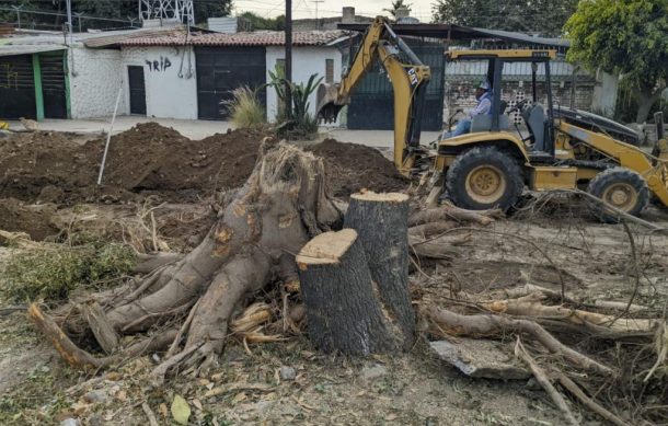 Otorgan suspensión definitiva a defensores de árboles del Periférico