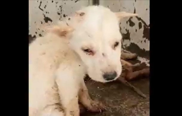 Niega Guadalajara maltrato a perros en Control Animal