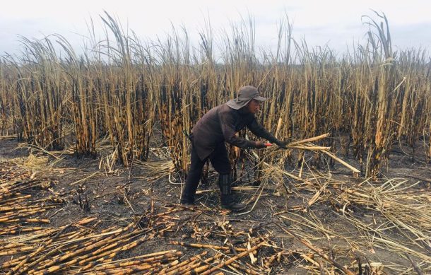 Piden cambiar técnicas para producción de caña ante daños ambientales