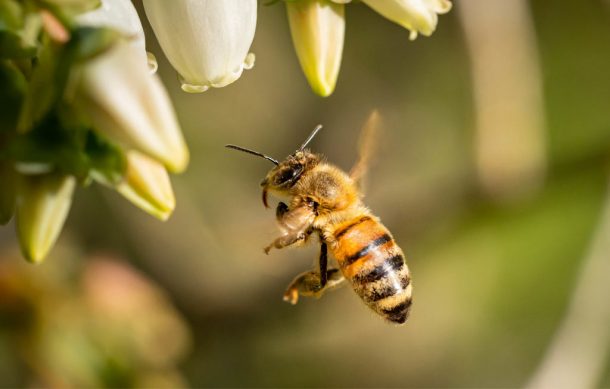 Combaten muerte de abejas con jardines polinizadores en espacios públicos
