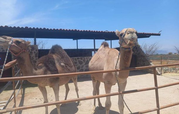 Aseguran dos dromedarios de restaurante de Amatitán