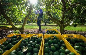 México exportará aguacate Hass a Brasil tras nuevo acuerdo