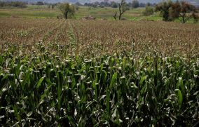 Crisis en el campo jalisciense suma tres años: productores
