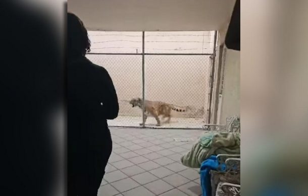 Resguardan en Villa Fantasía a tigre hallado en la colonia Arboledas