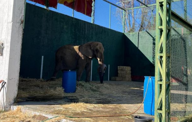 Trasladan a elefanta Annie al Zoológico de San Juan de Aragón
