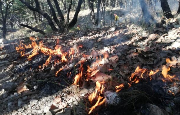 Combaten incendio forestal en La Primavera