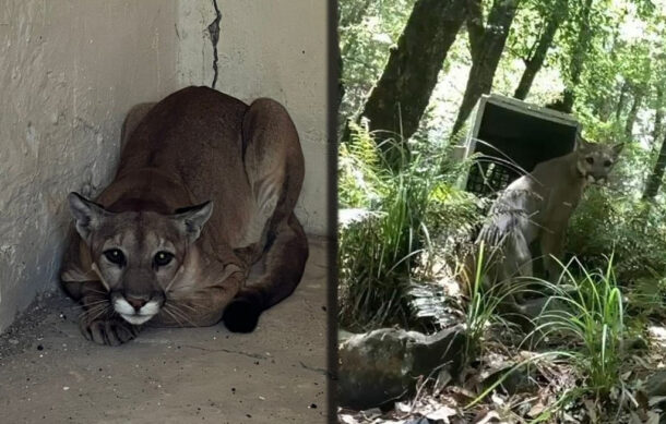 Liberan en su hábitat a puma que fue hallado dentro de una casa de Cocula