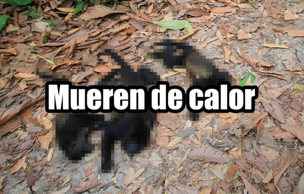 Mueren de calor