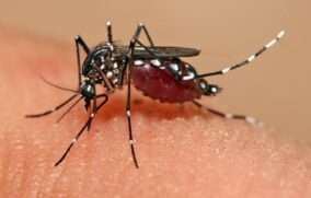 Presume Secretaría de Salud buen control del dengue en Jalisco