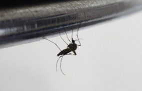 Alertan sobre repunte de dengue en zonas afectadas por lluvias