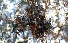 Unesco pide a México ampliar protección de la mariposa monarca