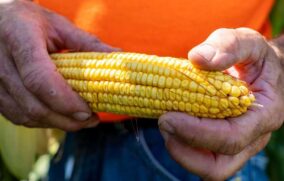 Productores de maíz en Jalisco amagan con protestas ante falta de acuerdos con el gobierno