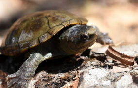 Detienen a hombre por robo de tortugas casquito en Puerto Vallarta