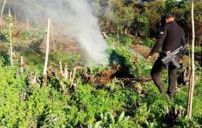 Destruyen más de 100 mil plantas de marihuana en Tequila