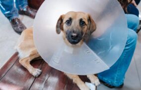 Inicia en Jalisco campaña de vacunación y esterilización de mascotas