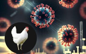 Detectan gen que vuelve más resistente a la gripe aviar