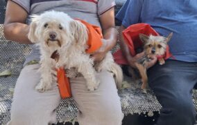 Medicina preventiva también aplica en las mascotas: especialista