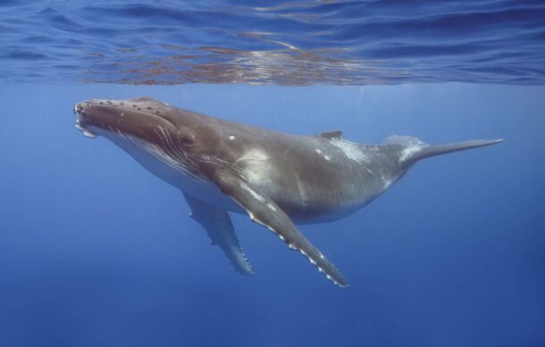 Liberan ballena atrapada en red de pesca en Baja California