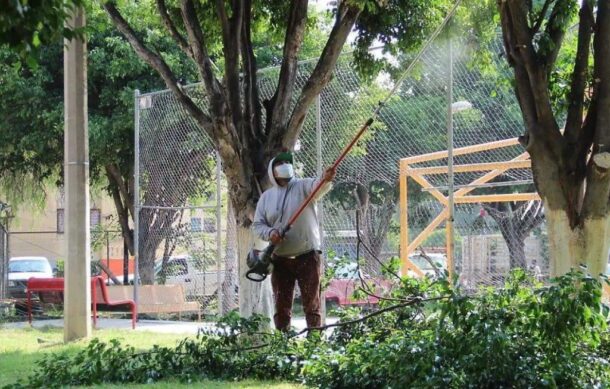 Retira Tlaquepaque más de 200 árboles por riesgo y sequedad