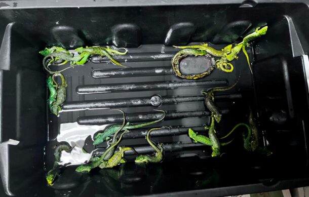Cae traficante con 299 reptiles que intentaba llevar a Japón