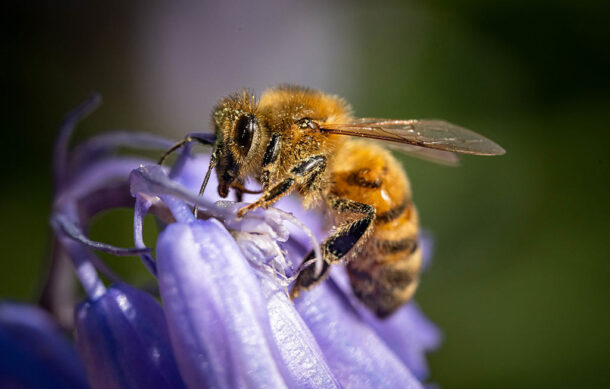 Lanzan llamado para proteger a las abejas hoy en su día