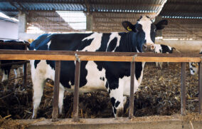 Jalisco descarta presencia activa del gusano barrenador