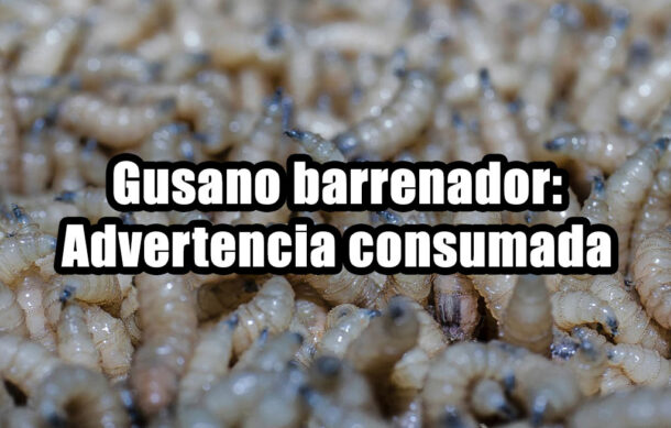 Gusano barrenador: Advertencia consumada