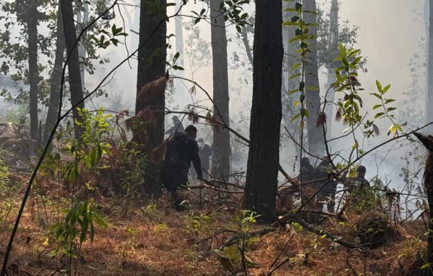 Incendio amenaza zona de la mariposa monarca en Michoacán