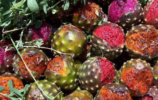 Incremento de lluvias en 2024 afectó la producción de pitaya en Jalisco