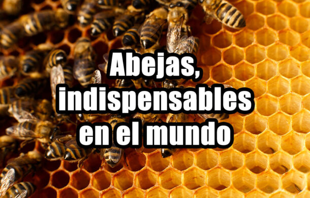 Abejas, indispensables en el mundo