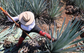 Ley de Destilados podría quitarle atribuciones al CRT