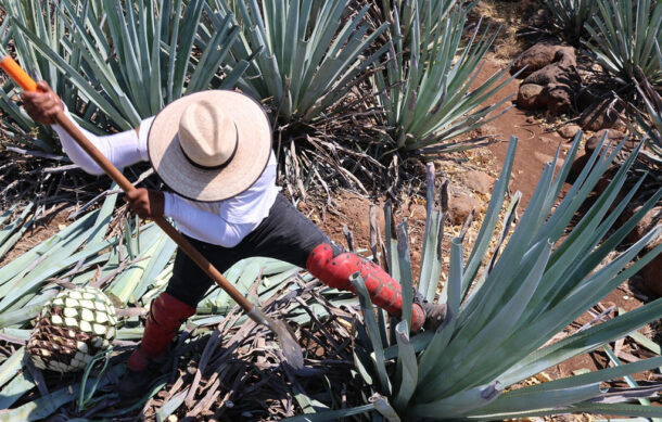 Más de 800 productores de agave obtienen certificación Agave Responsable Social (ARS)