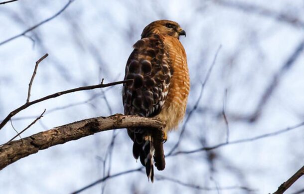 Confirman primer caso de gusano barrenador en fauna silvestre en México